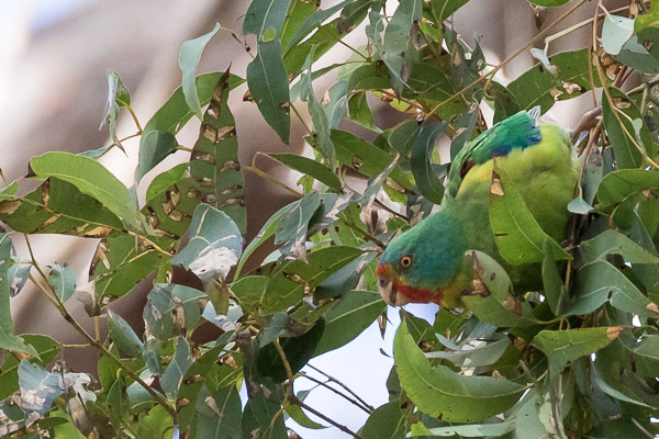 Swift Parrot 7DII_AS_160827_4171.jpg