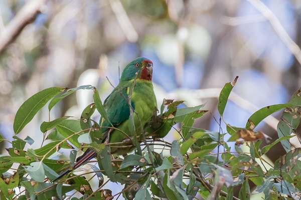 Swift Parrot 7DII_AS_160827_4176.jpg