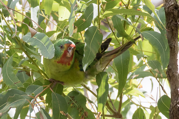 Swift Parrot 7DII_AS_160827_4202.jpg