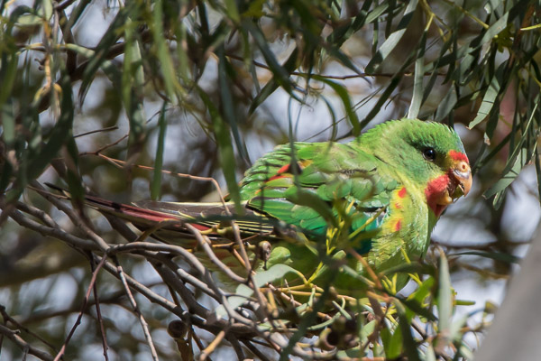 Swift Parrot 7DII_AS_161125_5130.jpg