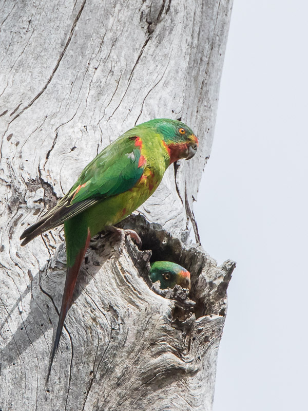 Swift Parrot 7DII_AS_161125_5160.jpg