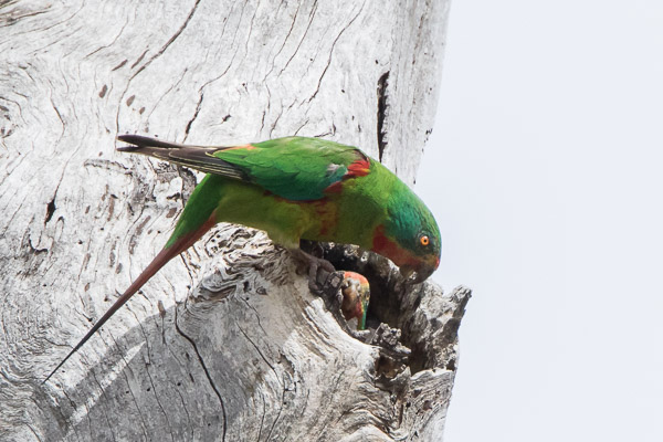 Swift Parrot 7DII_AS_161125_5173.jpg
