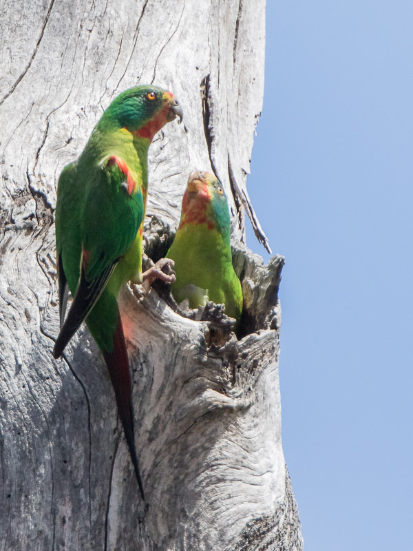 Swift Parrot 7DII_AS_161125_5385.jpg