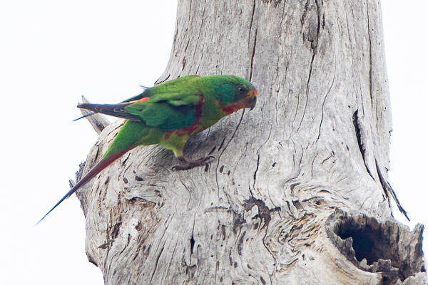 Swift Parrot 7DII_AS_161126_5477.jpg