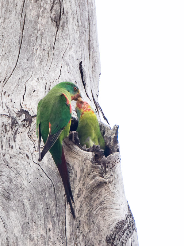 Swift Parrot 7DII_AS_161126_5656.jpg