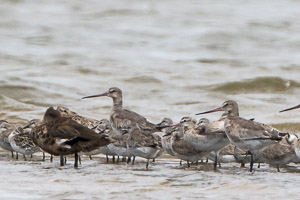 Hudsonian Godwit 7DII_AS_151227_4360.jpg