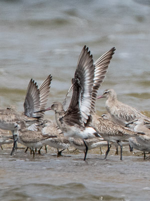 Hudsonian Godwit 7DII_AS_151227_4426.jpg
