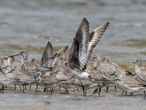 Hudsonian Godwit 7DII_AS_151227_4427.jpg