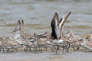 Hudsonian Godwit 7DII_AS_151227_4428.jpg