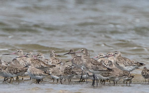 Hudsonian Godwit 7DII_AS_151227_4441.jpg