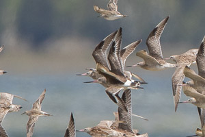 Hudsonian Godwit 7DII_AS_151227_4669.jpg