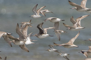 Hudsonian Godwit 7DII_AS_151227_4681.jpg