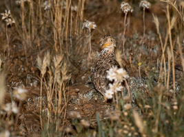 Pains Wanderer 7DII_AS_151024_7865.jpg