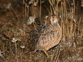 Pains Wanderer 7DII_AS_151024_7869.jpg