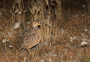 Pains Wanderer 7DII_AS_151024_7872.jpg