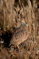 Pains Wanderer 7DII_AS_151024_7895.jpg