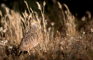 Pains Wanderer 7DII_AS_151024_7902.jpg