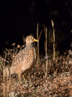 Pains Wanderer 7DII_AS_151024_7922.jpg