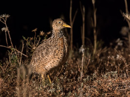 Pains Wanderer 7DII_AS_151024_7925.jpg