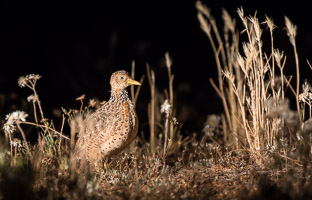 Pains Wanderer 7DII_AS_151024_7942.jpg