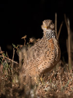 Pains Wanderer 7DII_AS_151024_7947.jpg