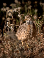 Pains Wanderer 7DII_AS_151024_7998.jpg