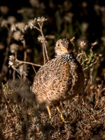 Pains Wanderer 7DII_AS_151024_8002.jpg