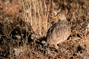 Pains Wanderer 7DII_AS_151024_8008.jpg