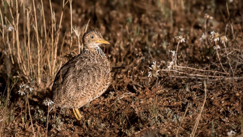 Pains Wanderer 7DII_AS_151024_8022.jpg