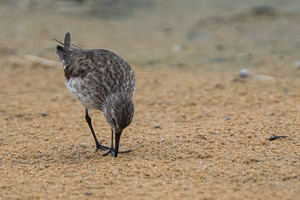 White Rumped Sandpiper 7D-Mark-II_28688.jpg