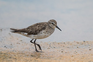 White Rumped Sandpiper 7D-Mark-II_28709.jpg