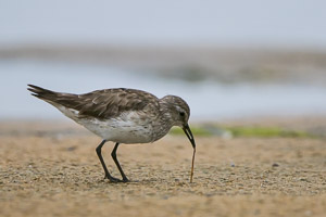 White Rumped Sandpiper 7D-Mark-II_28767.jpg