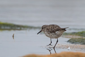 White Rumped Sandpiper 7D-Mark-II_28806.jpg