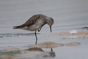 White Rumped Sandpiper 7D-Mark-II_28861.jpg