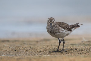 White Rumped Sandpiper 7D-Mark-II_28878.jpg