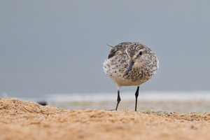 White Rumped Sandpiper 7D-Mark-II_28881.jpg