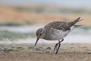 White Rumped Sandpiper 7D-Mark-II_28908.jpg