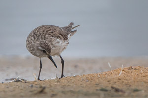 White Rumped Sandpiper 7D-Mark-II_28934.jpg