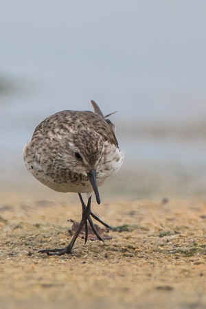 White Rumped Sandpiper 7D-Mark-II_28970.jpg