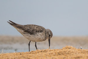 White Rumped Sandpiper 7D-Mark-II_28979.jpg