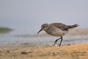 White Rumped Sandpiper 7D-Mark-II_28988.jpg