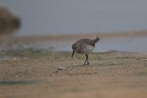 White Rumped Sandpiper 7D-Mark-II_29003.jpg