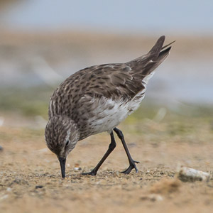 White Rumped Sandpiper 7D-Mark-II_29008.jpg
