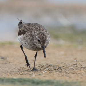 White Rumped Sandpiper 7D-Mark-II_29013.jpg