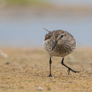 White Rumped Sandpiper 7D-Mark-II_29031.jpg