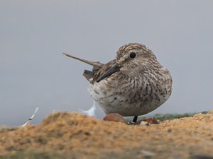 White Rumped Sandpiper 7D-Mark-II_29083.jpg