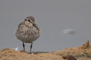 White Rumped Sandpiper 7D-Mark-II_29099.jpg