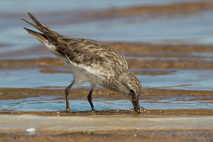 White Rumped Sandpiper 7D-Mark-II_29233.jpg
