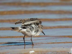 White Rumped Sandpiper 7D-Mark-II_29240.jpg