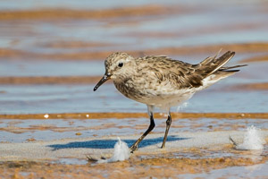 White Rumped Sandpiper 7D-Mark-II_29263.jpg